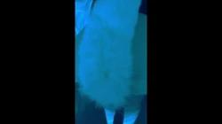 爆菊&amp;内射