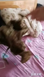 （豫）妹子黑丝