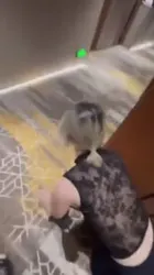 西安调教女粉小母狗