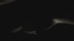 小母狗的叫声