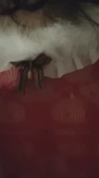 深圳圣诞去年的库存，今年会是谁呢