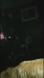 可爱的女大学生在宿舍给男友吹大鸡巴