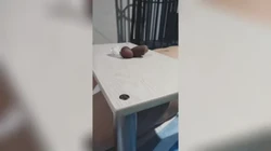 隔板踩鸡鞋交插