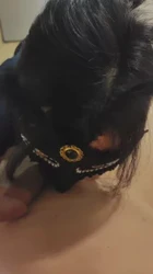 泰安离异骚货舔大鸡巴